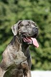CANE CORSO 1015